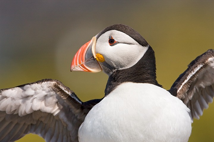 Papageitaucher Fratercula arctica Atlantic Puffin